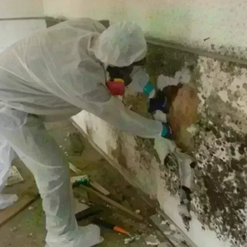 Mold Remediation and Removal in Maplewood, NJ